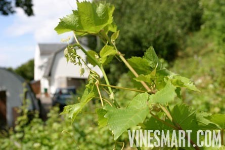 England Vineyard and Home For Sale - Europe - Wine Real Estate - Hanalei, Cei Bach Road, Llanarth, SA47 0QA