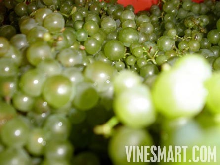 England Vineyard and Home For Sale - Europe - Wine Real Estate - Hanalei, Cei Bach Road, Llanarth, SA47 0QA