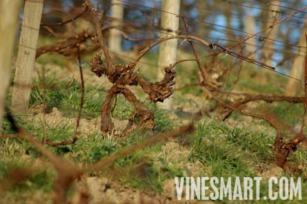 England Vineyard and Home For Sale - Europe - Wine Real Estate - Hanalei, Cei Bach Road, Llanarth, SA47 0QA