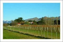 Waipara Valley, New Zealand - Vineyard and Home For Sale - Wine Real Estate