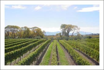 Marlborough, New Zealand - Vineyard, Winery and Orchard For Sale