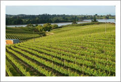 Award Winning Winery, Vineyard, and Home For Sale - Nelson, NZ - Wine Real Estate