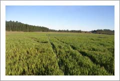 Small Farm / Lifestyle Property For Sale - Waipara, New Zealand - Wine Real Estate