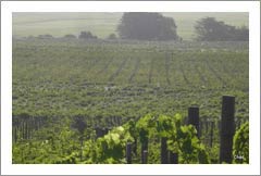 New Zealand Vineyard For Sale - 5 Varietals Planted - Northland, New Zealand  - Wine Real Estate