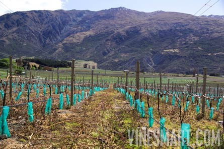 Gibbston Valley, Central Otago, New Zealand  - Vineyard and Home For Sale - Wine Real Estate