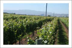 Bridge Pa, Hawkes Bay, New Zealand - 41.5 Acres - Land and Vineyard For Sale - Wine Real Estate