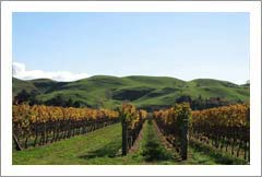 Bridge Pa, Hawkes Bay, New Zealand - 41.5 Acres - Land and Vineyard For Sale - Wine Real Estate