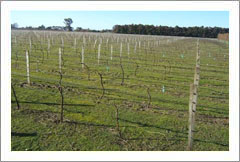 Haumoana, Hawkes Bay, New Zealand - 20 Acres, Vineyard, and Homes For Sale - Wine Real Estate