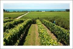 Te Awanga, Hawkes Bay, New Zealand - Unique Coastal Vineyard, Tasting Room, and Apartment For Sale - Wine Real Estate