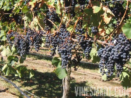 Bridge Pa, Hawkes Bay, New Zealand - 49 Acres - Vineyard Property For Sale - Wine Real Estate