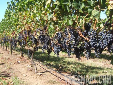 Bridge Pa, Hawkes Bay, New Zealand - 49 Acres - Vineyard Property For Sale - Wine Real Estate