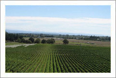 Te Awanga, Hawkes Bay, New Zealand - Unique Coastal Vineyard, Tasting Room, and Apartment For Sale - Wine Real Estate