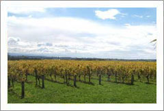 Havelock-North, Hawkes Bay, New Zealand - Burnt Hills Estate, Winery, Restaurant, Vineyard and Homestead For Sale - Wine Real Estate