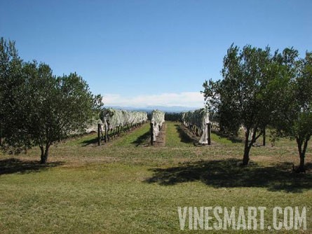 Havelock-North, Hawkes Bay, New Zealand - Striking Home, Amazing Views, and Vineyard of Distinction For Sale -  Wine Real Estate