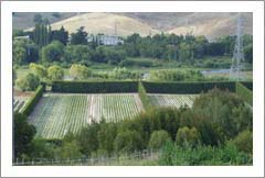 Taradale, Hawkes Bay, New Zealand - 28 Acres - Successful Vineyard Nusery Business For Sale - Wine Real Estate