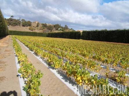 Taradale, Hawkes Bay, New Zealand - 28 Acres - Successful Vineyard Nusery Business For Sale - Wine Real Estate
