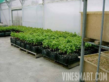 Taradale, Hawkes Bay, New Zealand - 28 Acres - Successful Vineyard Nusery Business For Sale - Wine Real Estate
