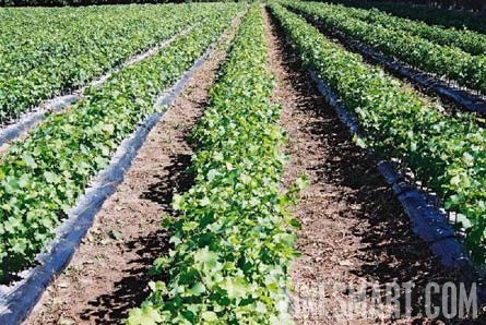 Taradale, Hawkes Bay, New Zealand - 28 Acres - Successful Vineyard Nusery Business For Sale - Wine Real Estate