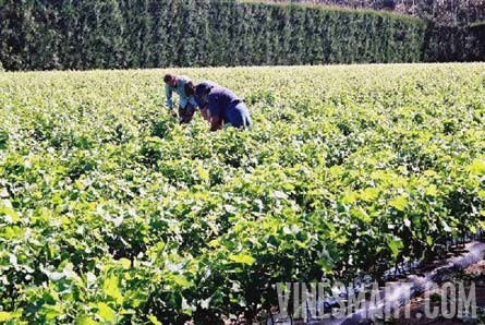 Taradale, Hawkes Bay, New Zealand - 28 Acres - Successful Vineyard Nusery Business For Sale - Wine Real Estate
