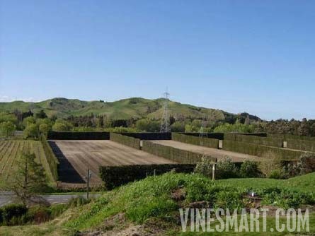Taradale, Hawkes Bay, New Zealand - 28 Acres - Successful Vineyard Nusery Business For Sale - Wine Real Estate