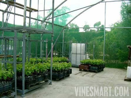 Taradale, Hawkes Bay, New Zealand - 28 Acres - Successful Vineyard Nusery Business For Sale - Wine Real Estate