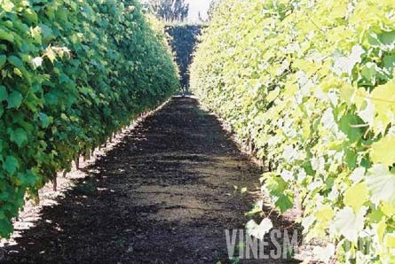 Taradale, Hawkes Bay, New Zealand - 28 Acres - Successful Vineyard Nusery Business For Sale - Wine Real Estate