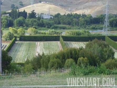 Taradale, Hawkes Bay, New Zealand - 28 Acres - Successful Vineyard Nusery Business For Sale - Wine Real Estate