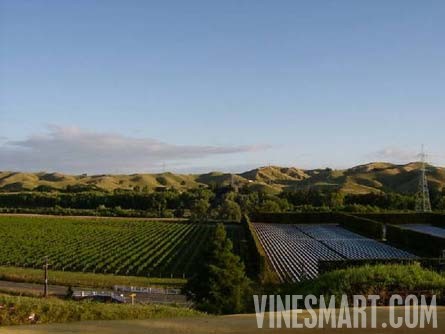 Taradale, Hawkes Bay, New Zealand - 28 Acres - Successful Vineyard Nusery Business For Sale - Wine Real Estate
