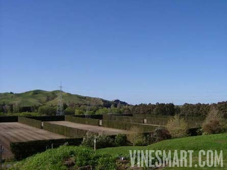 Taradale, Hawkes Bay, New Zealand - 28 Acres - Successful Vineyard Nusery Business For Sale - Wine Real Estate