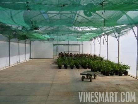 Taradale, Hawkes Bay, New Zealand - 28 Acres - Successful Vineyard Nusery Business For Sale - Wine Real Estate