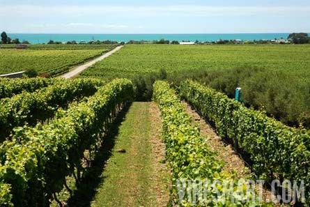 Te Awanga, Hawkes Bay, New Zealand - Unique Coastal Vineyard, Tasting Room, and Apartment For Sale - Wine Real Estate