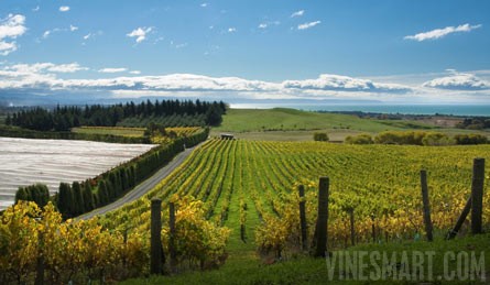 NZ Vineyard & Luxury Lodge Property - Huge Potential - Tiki Tiki Hills, Hawkes Bay, New Zealand - Wine Real Estate