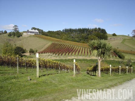 Matakana Winery and Vineyard Property For Sale