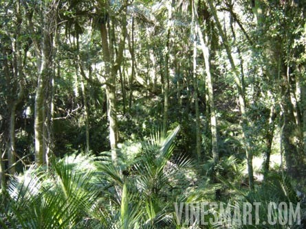 Matakana Winery and Vineyard Property For Sale