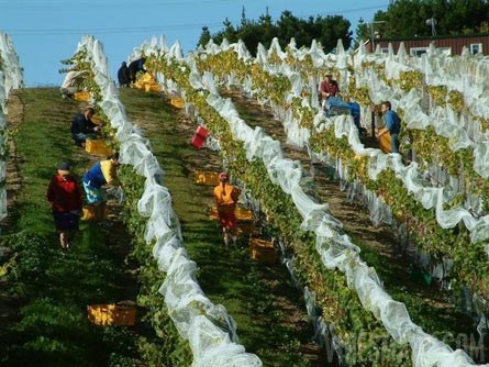 Award Winning Winery, Vineyard, and Home For Sale - Nelson, NZ - Wine Real Estate