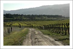 Central Otago, New Zealand - Vineyard For Sale - Wine Real Esate