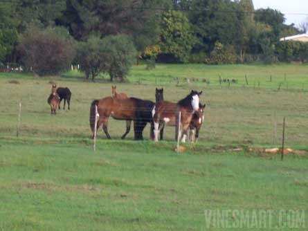 Klapmuts, South Africa Wine Farm For Sale - Wine Real Estate