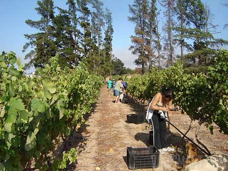 Klapmuts, South Africa Wine Farm For Sale - Wine Real Estate