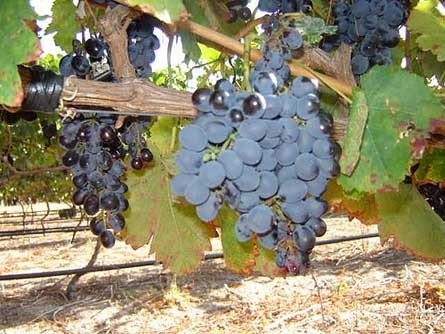 Klapmuts, South Africa Wine Farm For Sale - Wine Real Estate
