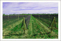 VineSmart - 85 Acres - 12 Acre Vineyard in Malbec & Cabernet For Sale - Mendoza, Argentina - Wine Real Estate