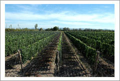 Fine Wine Vineyard For Sale, Mendoza, Argentina - Wine Real Estate