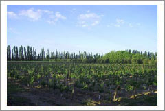 Argentina Wine Vineyard and Ochard For Sale - Wine Real Estate