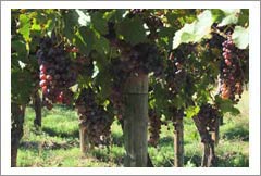 Argentina Farm For Sale - Vineyard, Orchard, and Home For Sale - Wine Real Estate