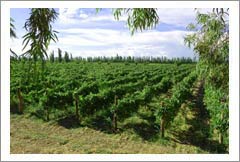 Argentina Organic Winey with Boutique Hotel/Restaurant and Vineyards - For Sale - Wine Real Estate