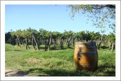 Argentina Wine Estates For Sale - Many Resort Type Amenities - Wine Real Estate