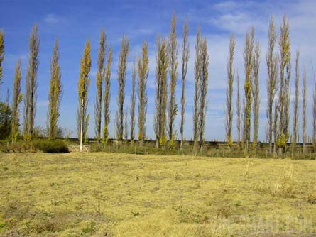 VineSmart - 16 Acre Finca and Plum Orchard For Sale - Mendoza, Argentina - Wine Real Estate