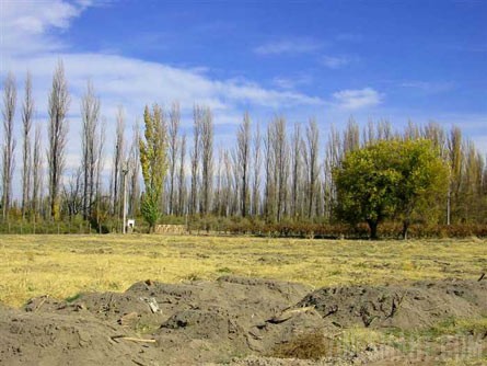 VineSmart - 16 Acre Finca and Plum Orchard For Sale - Mendoza, Argentina - Wine Real Estate