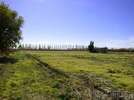 VineSmart - 16 Acre Finca and Plum Orchard For Sale - Mendoza, Argentina - Wine Real Estate