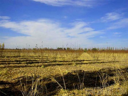 VineSmart - 16 Acre Finca and Plum Orchard For Sale - Mendoza, Argentina - Wine Real Estate