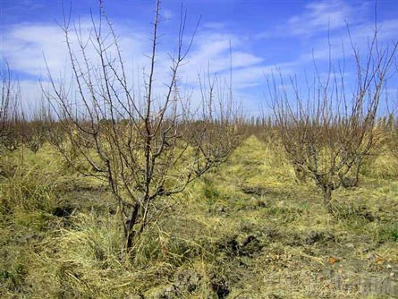 VineSmart - 16 Acre Finca and Plum Orchard For Sale - Mendoza, Argentina - Wine Real Estate